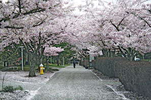 CherryBlossoms