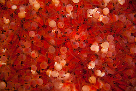 fish eggs